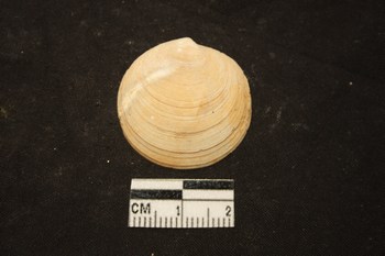 a03  lucinoma borealis pilocene toscana