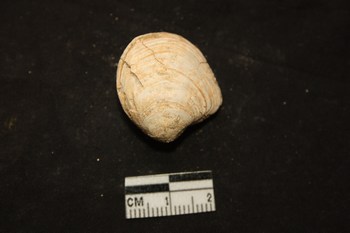 Megaxinus ellipticus (Borson, 1825) - pliocene toscana