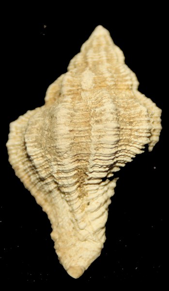 Hexaplex trunculus (Linneo, 1758) - Pleistocene Brindisi