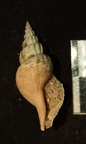 Piccolo gasteropode (Comarmondia sp.)