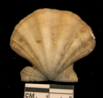 Chlamys (Proteopecten) proteus (Dillwyn, 1817 )