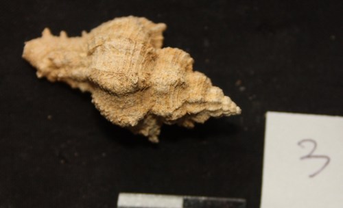 Hexaplex truncatula (Foresti, 1868) - Pliocene.