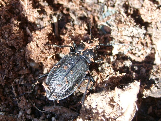 Due coleotteri dal Bosco dei Bordighi da id.