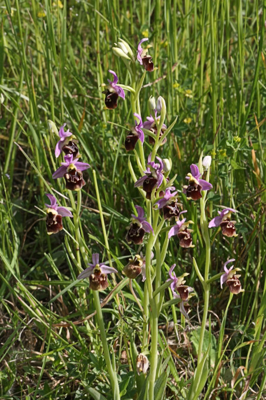 Ophrys dalle Langhe