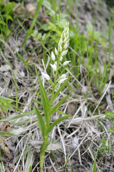 Cephalanthera dalle Langhe