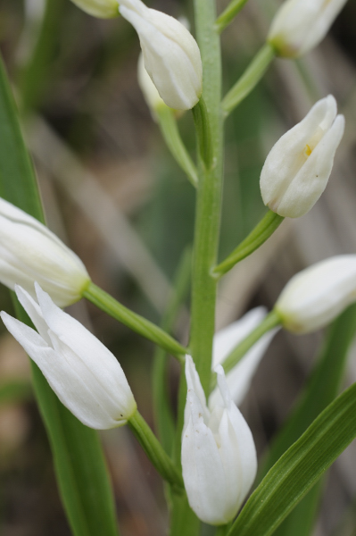 Cephalanthera dalle Langhe