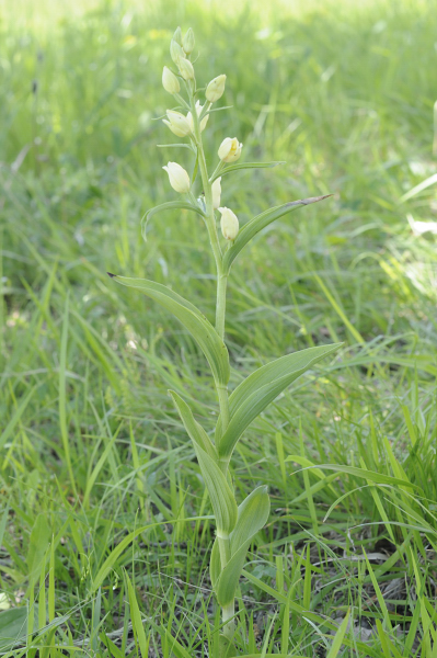 Cephalanthera dalle Langhe