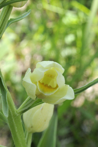 Cephalanthera dalle Langhe