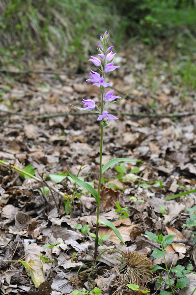 Cephalanthera dalle Langhe