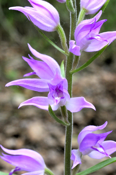 Cephalanthera dalle Langhe