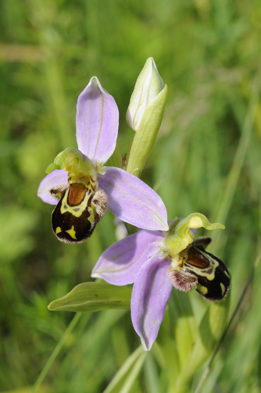 Ophrys dalle Langhe