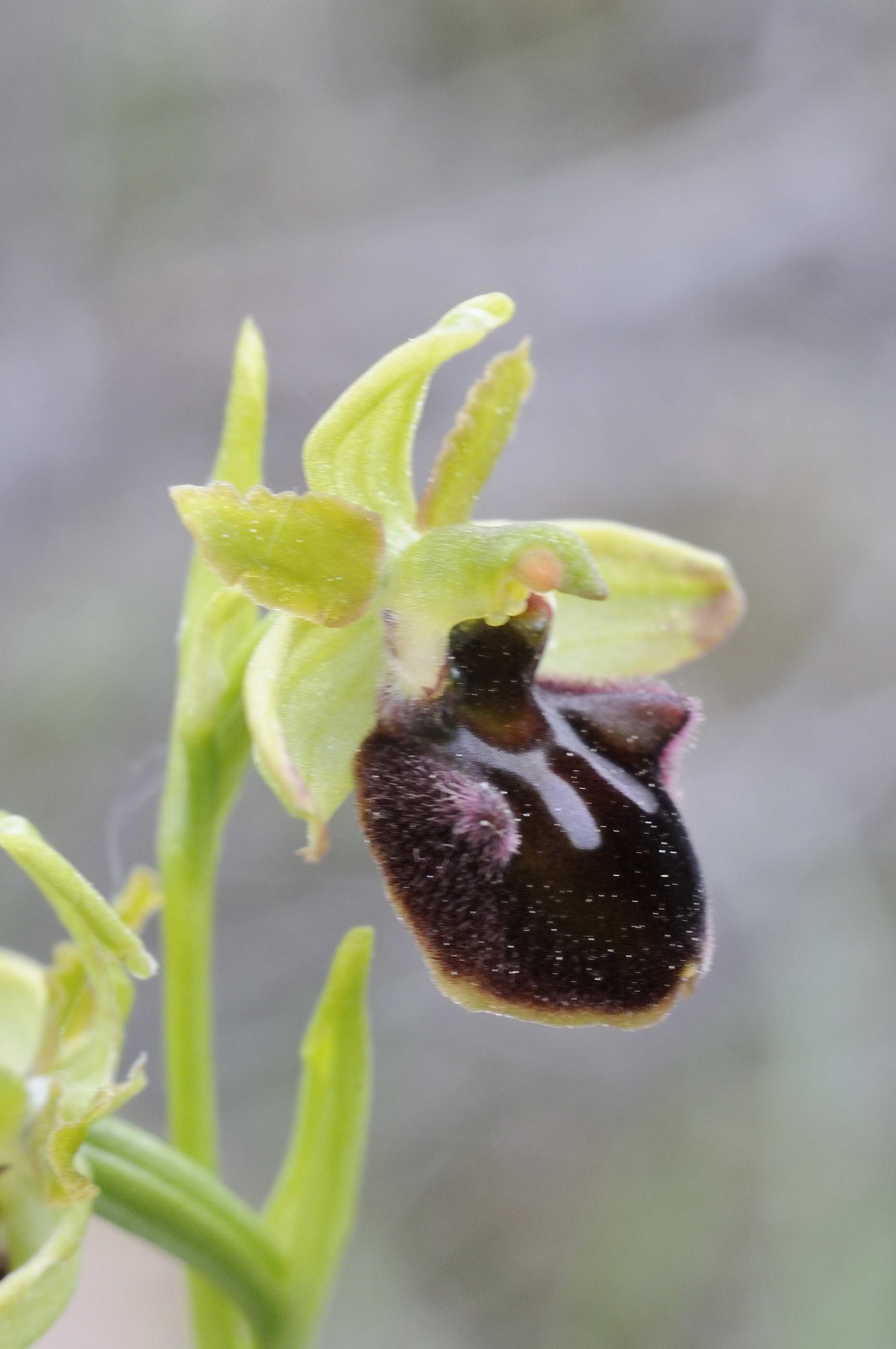 O. sphegodes o incubacea?