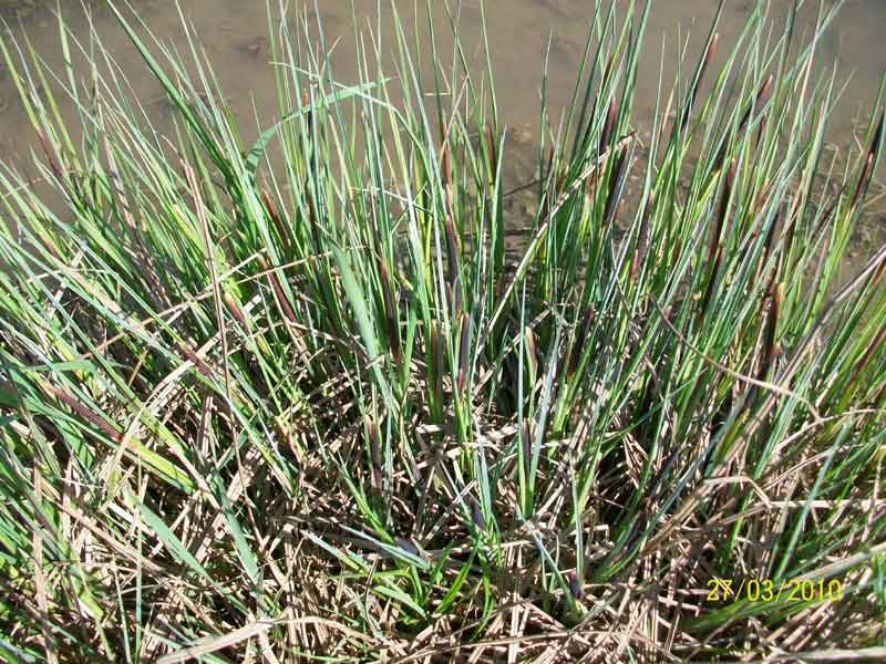 Carex cfr. pendula