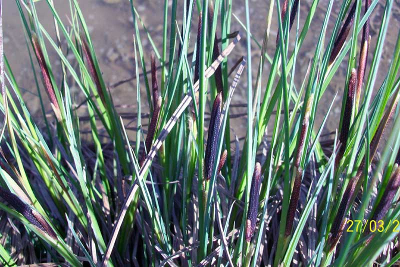 Carex cfr. pendula