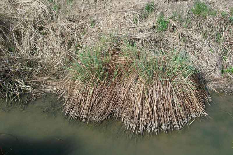 Carex cfr. pendula