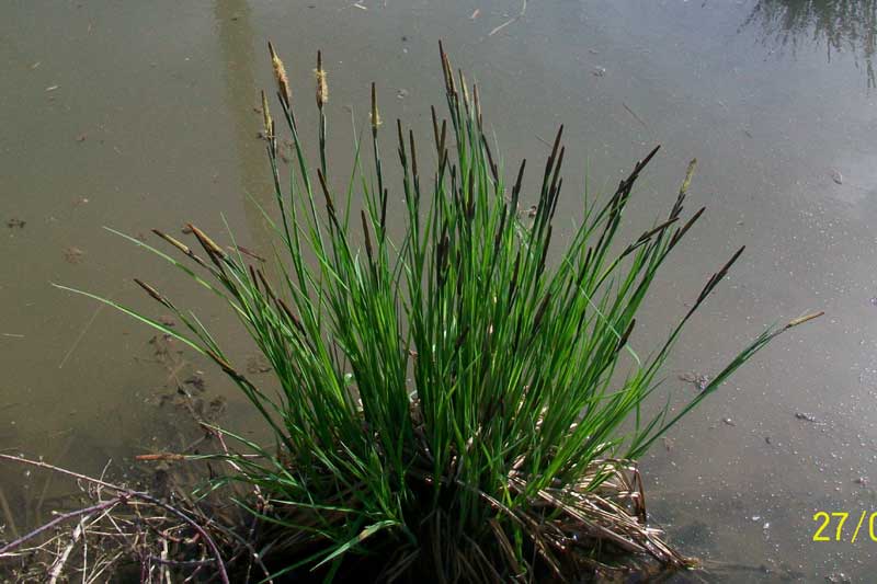 Carex cfr. pendula