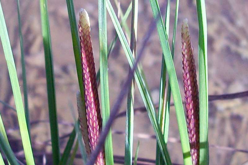 Carex cfr. pendula