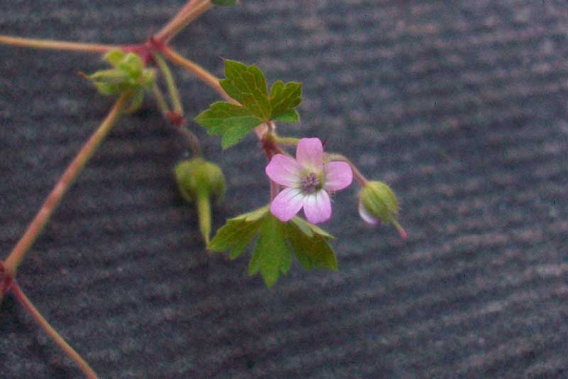 Geranium rotundifolium