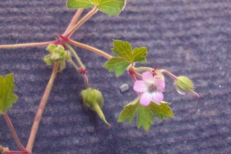 Geranium rotundifolium