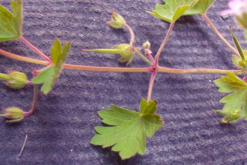 Geranium rotundifolium