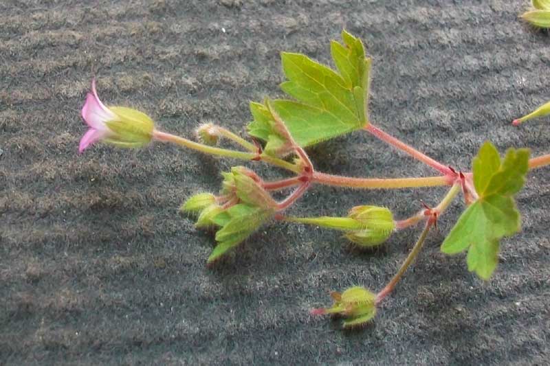 Geranium rotundifolium