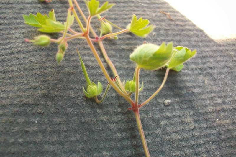 Geranium rotundifolium