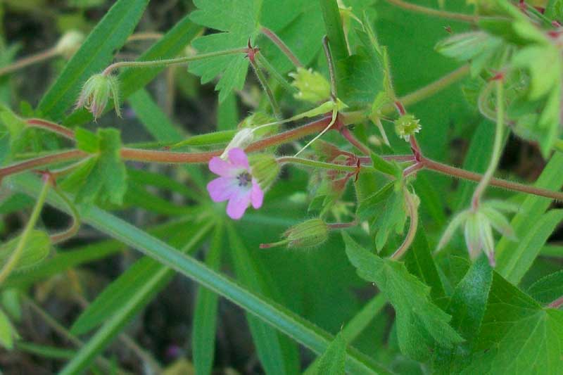 Geranium rotundifolium