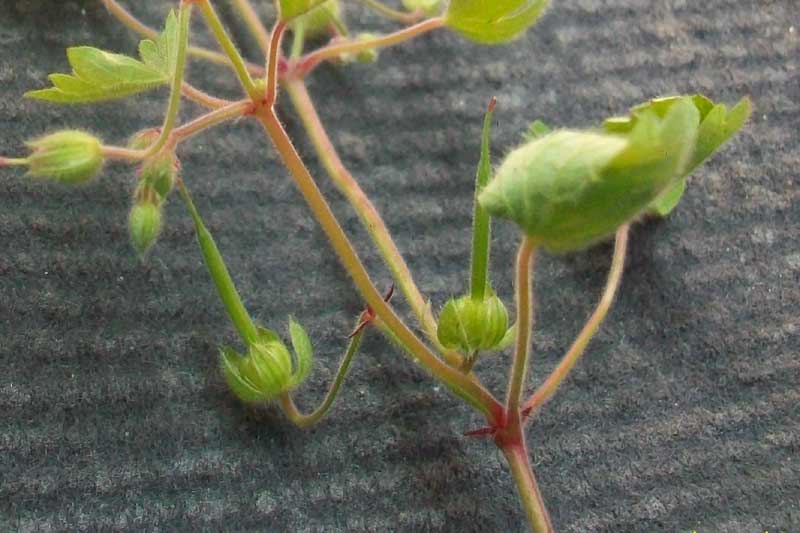 Geranium rotundifolium