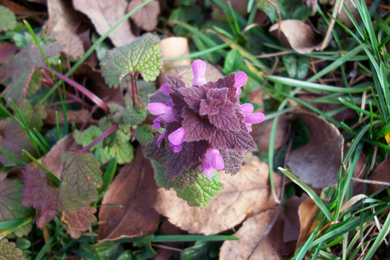 Lamium purpureum