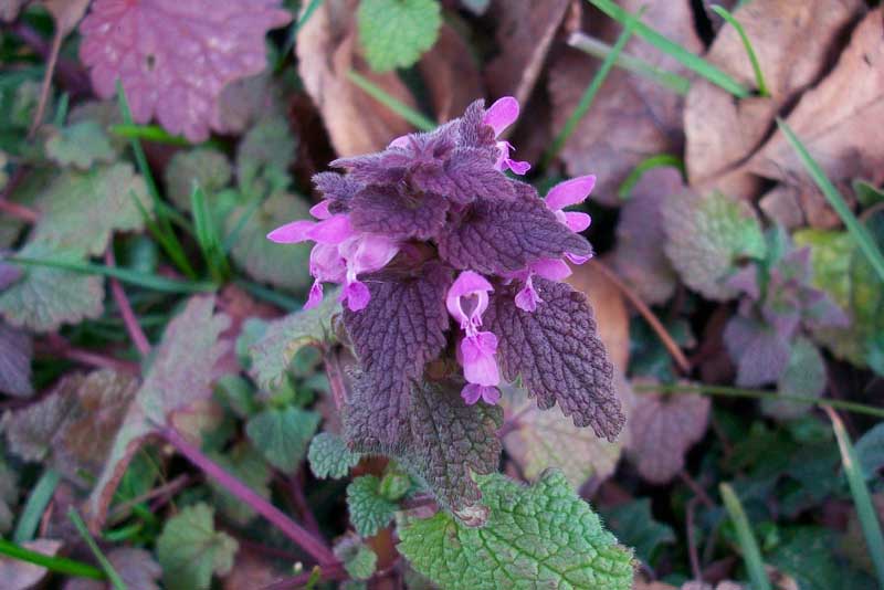 Lamium purpureum