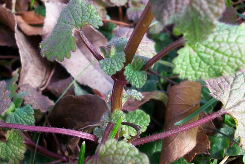 Lamium purpureum