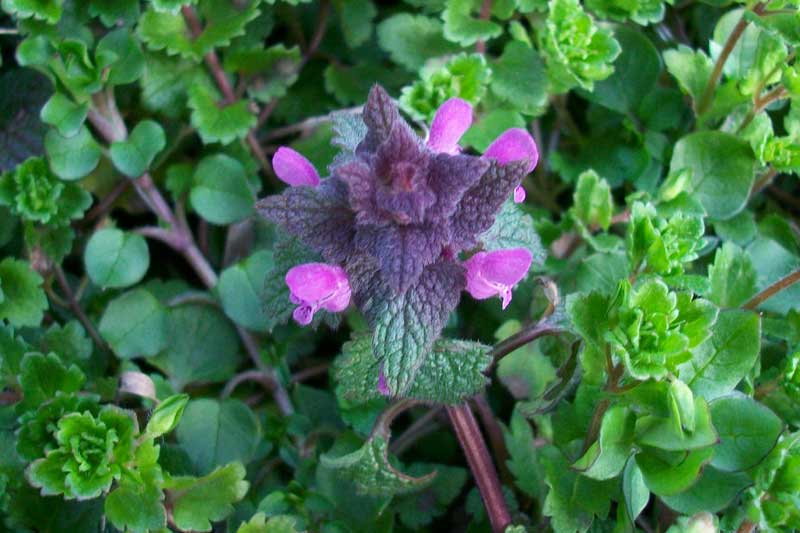 Lamium purpureum