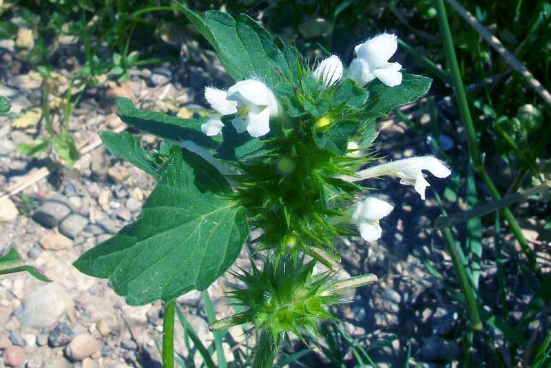 Galeopsis cfr. tetrahit