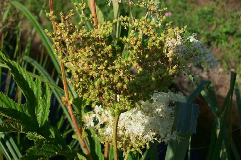 Filipendula ulmaria