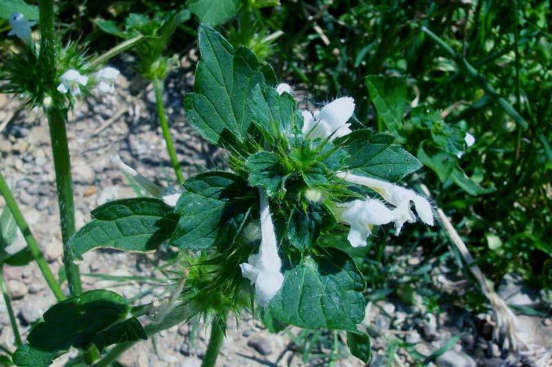 Galeopsis cfr. tetrahit