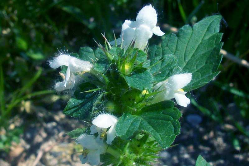 Galeopsis cfr. tetrahit