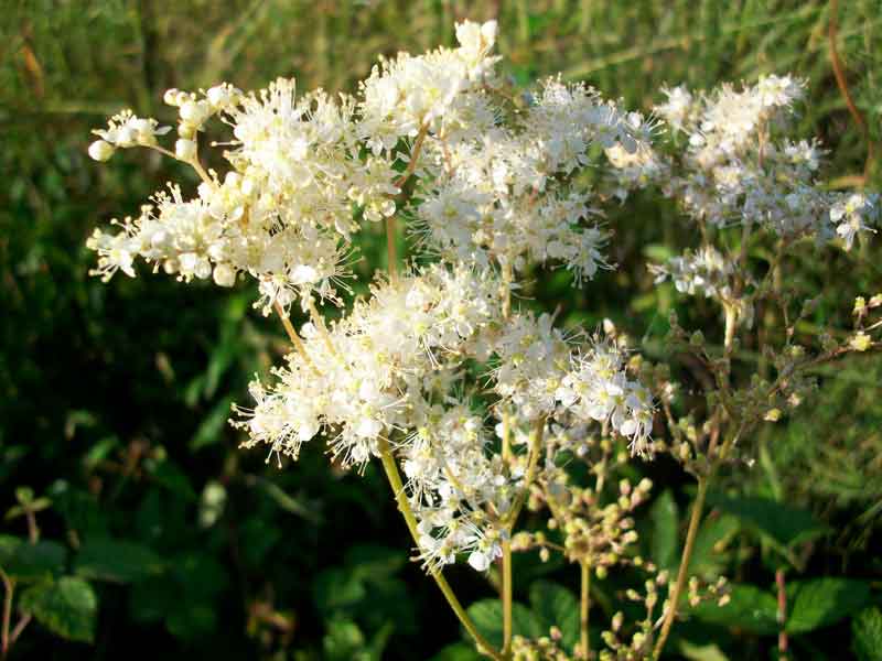 Filipendula ulmaria