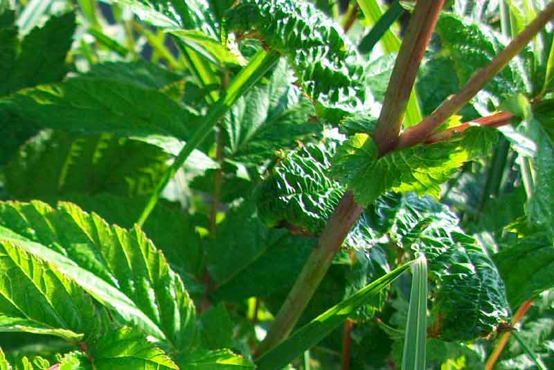 Filipendula ulmaria