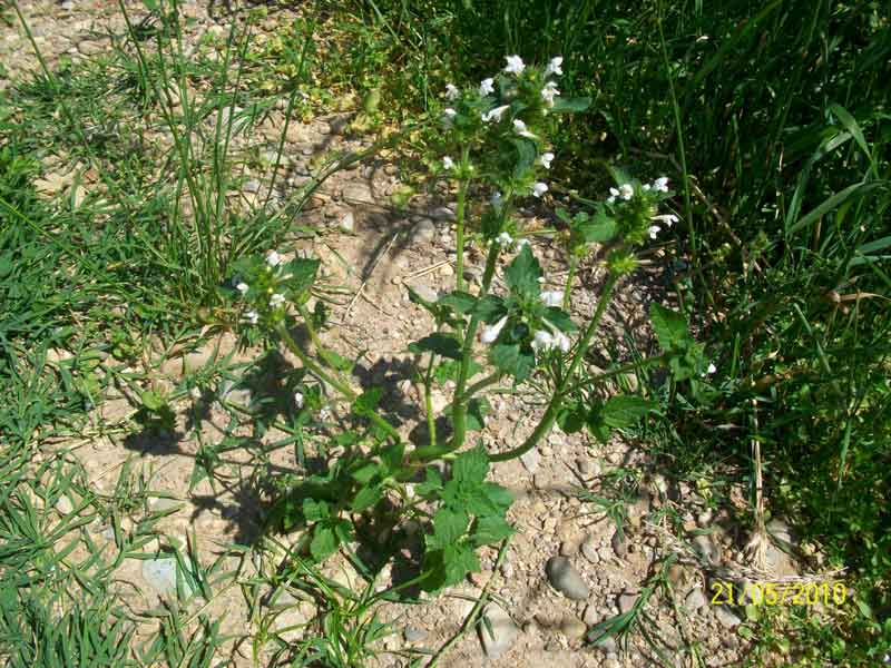 Galeopsis cfr. tetrahit