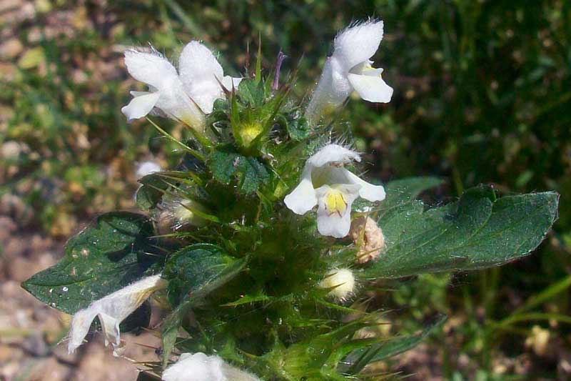 Galeopsis cfr. tetrahit