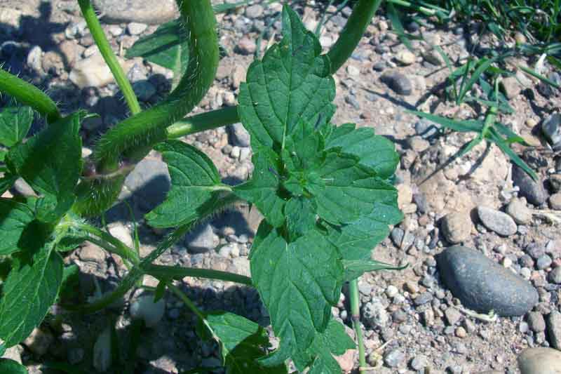 Galeopsis cfr. tetrahit