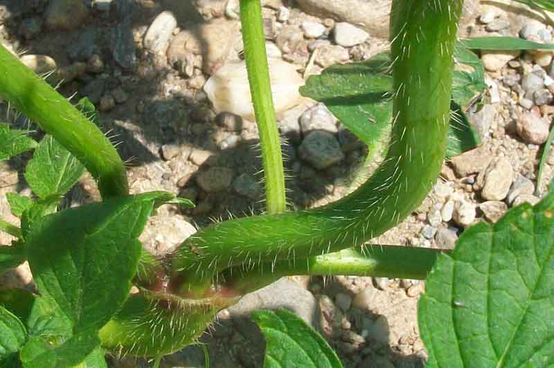 Galeopsis cfr. tetrahit