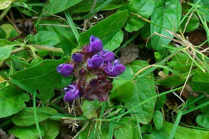 Prunella vulgaris