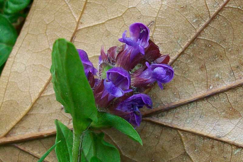 Prunella vulgaris