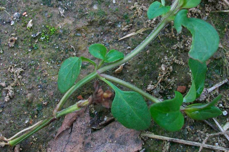 Prunella vulgaris