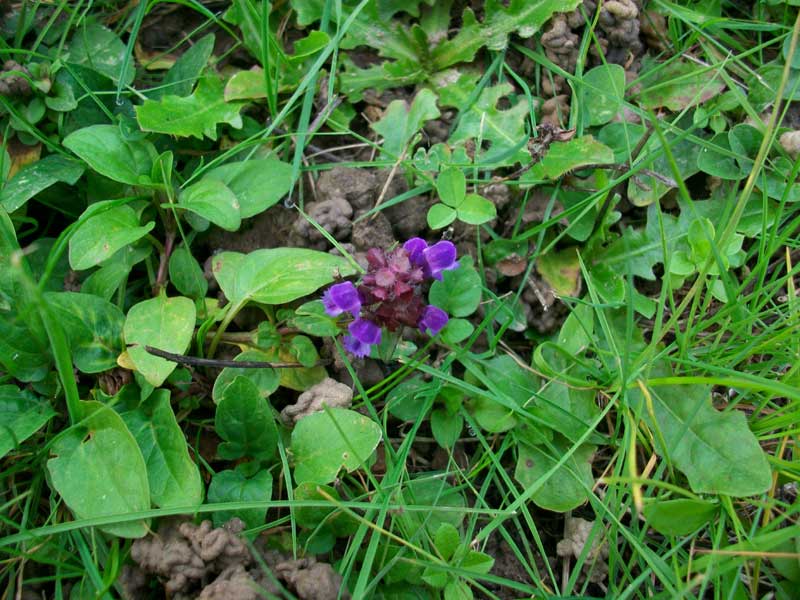 Prunella vulgaris