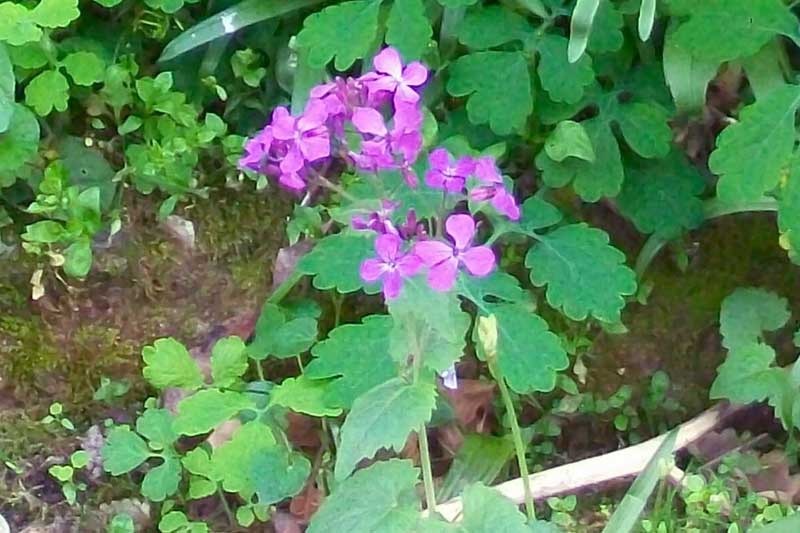 Lunaria annua