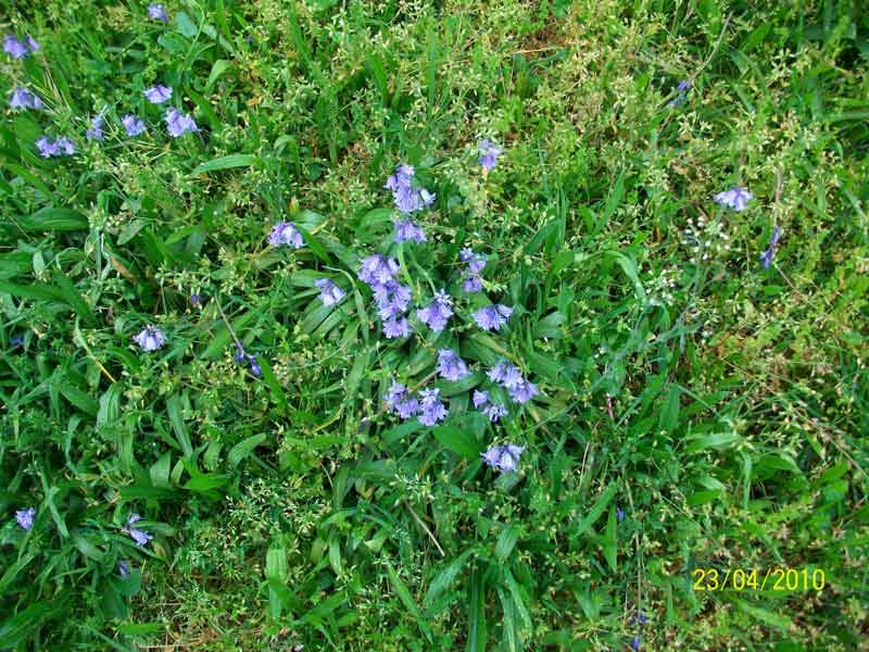 Hyacinthoides hispanica