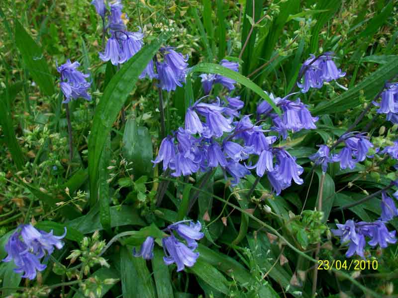 Hyacinthoides hispanica