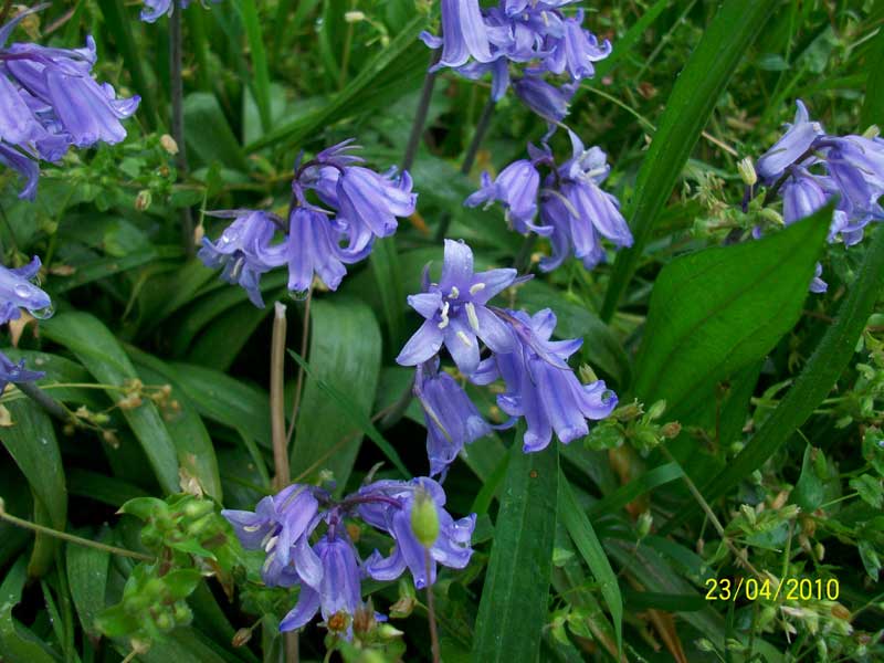 Hyacinthoides hispanica